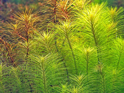 Indisches Sternkraut - Pogostemon deccanensis